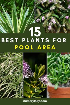 "15 Best Plants For Pool Area, 
Poolside Planting Ideas, 
Pool Area Landscaping Plants, 
Tropical Plants for Pool Area, 
Low Maintenance Poolside Plants, 
Pool Area Garden Design, 
Sun-Loving Plants for Pool Area, 
Drought-Resistant Poolside Plants, 
Pool Area Planting Tips, 
Shade-Loving Plants for Pool Area, 
Poolside Plant Selection, 
Best Plants for Around the Pool, 
Pool Area Planting Inspiration, 
Poolside Plant Species, 
Pool Area Planting Suggestions Poolside Landscaping Ideas, Plants Around Inground Pool, Plants For Around The Pool, Pool Friendly Plants, Plants For Pool Area Landscapes, Plants Near Pool Landscaping, Plants By The Pool, Poolside Garden, Pool Plants Landscaping