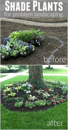 the before and after photo shows how to make a flower bed in front of a tree