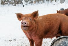 a small pig standing on top of a snow covered ground next to a metal barrel