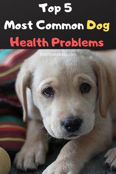 We’ve put together a top 5 of some of the most common dog health problems that we hear about every day, some are not so serious while others will need more advanced care. dog health care. dog health problems articles. #doghealth #doghealthproblems #dogcare Animal Tracks, Pet Wellness, Funny Cats And Dogs