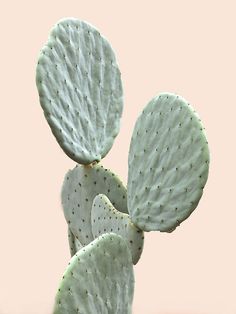 an image of a cactus taken on instagram