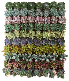 a large group of succulents are arranged in the shape of a wall