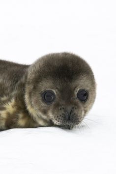 a baby seal laying on top of a white surface