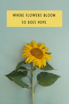 a sunflower with the words where flowers bloom, so does hope