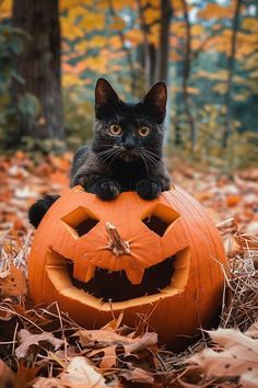 a black cat sitting on top of a carved pumpkin in the middle of some leaves