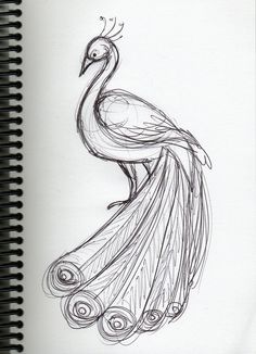 a pencil drawing of a peacock with feathers