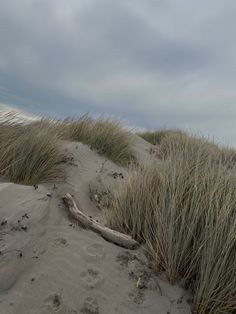 the sand dunes are covered with grass and driftwood on an overcast day at the beach