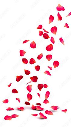 red petals are falling down from the sky on a white background stock photo, images and royalty