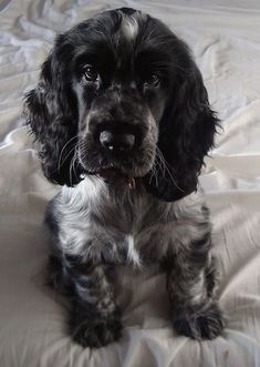 a black and white dog sitting on top of a bed