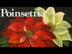 a close up of a flower with the words poinsettia in front of it