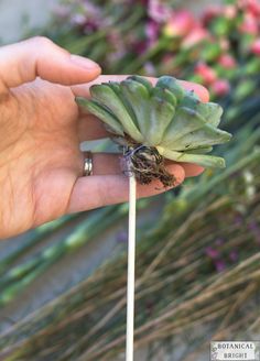 a person holding a flower in their hand