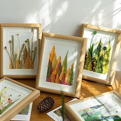 four framed pictures with plants and pine cones on the table next to eachother