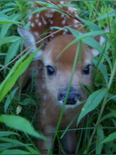 a baby deer is standing in tall grass and looking at the camera with blue eyes