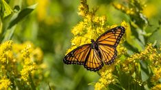 a butterfly that is sitting on some yellow flowers