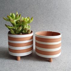 two potted plants sitting next to each other