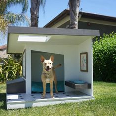 a dog is standing in the small house