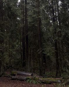 a fallen tree in the middle of a forest