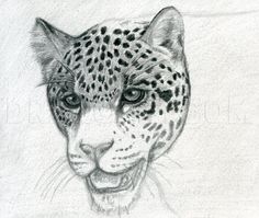 a pencil drawing of a leopard's face