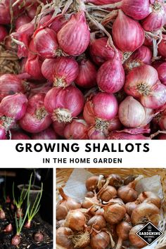 growing shallots in the home garden, including garlic and other vegetables that are grown from seed