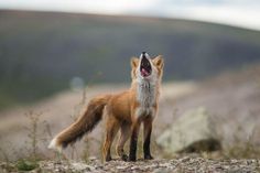 a red fox yawns and opens its mouth