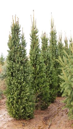 a group of trees that are standing in the dirt