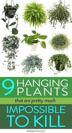 the 9 hanging plants that are pretty much impossible to kill them, with text overlay