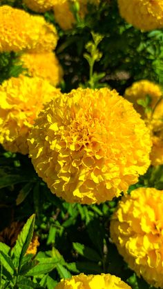 yellow flowers are blooming in the garden