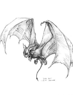 a black and white drawing of a bat flying in the air with its wings spread out