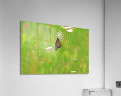 a butterfly sitting on top of a flower next to a green field with white flowers