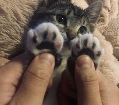 a person holding a kitten's paw up to the camera with it's paws