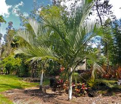 a small palm tree in the middle of a yard with lots of trees around it