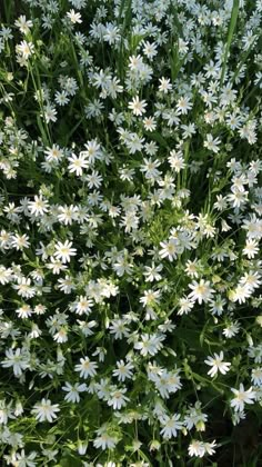 some white flowers are growing in the grass