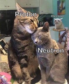 two cats sitting next to each other on top of a kitchen floor with caption that reads, proton neutron