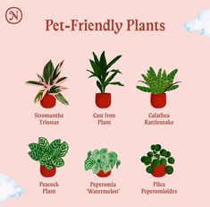 the different types of potted plants on a pink background