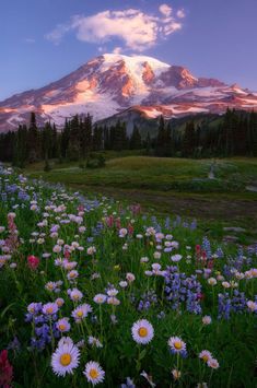 a mountain covered in snow and surrounded by wildflowers