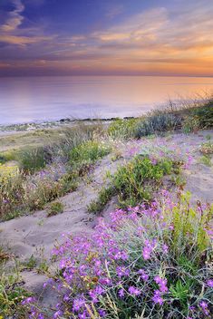 a sunset over the ocean with a bible verse written in purple and green on it