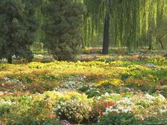 a field full of colorful flowers and trees