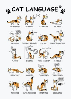 an orange and black cat's language is shown in this graphic style, with the words