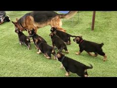 a group of dogs walking across a lush green field