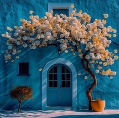 a tree with white flowers in front of a blue wall and potted plant next to it