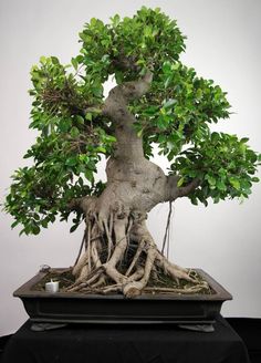 a bonsai tree is shown with its roots exposed