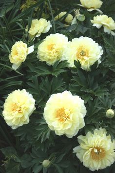 yellow flowers are blooming in the garden