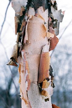 a tree that has been stripped off and is standing in the snow with some leaves on it