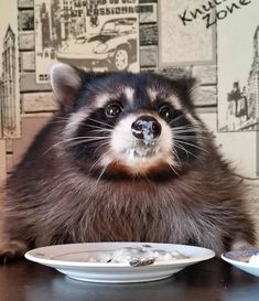 a raccoon is sitting in front of a plate with food on it and looking at the camera