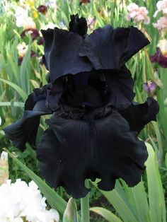 a close up of a black flower with many flowers in the background