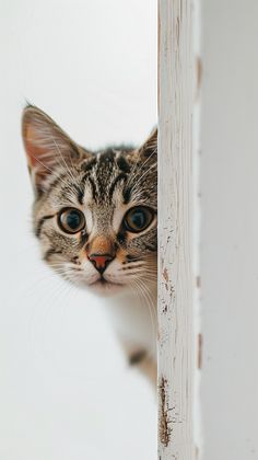 a cat peeks its head out from behind a white door frame, looking at the camera