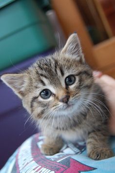 a small kitten sitting on top of a person's lap looking at the camera