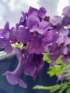 purple flowers are growing in a vase outside