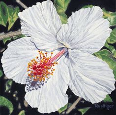 a painting of a white flower with red stamens and green leaves around it