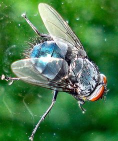 a blue fly sitting on top of a green surface